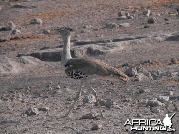 Kori Bustard Namibia