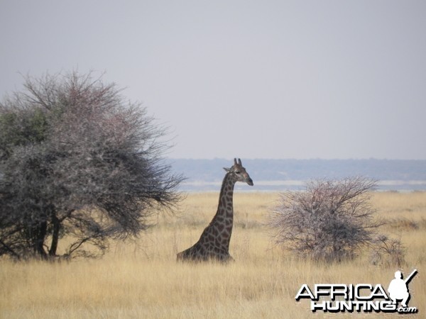 Giraffe Etosha Namibia