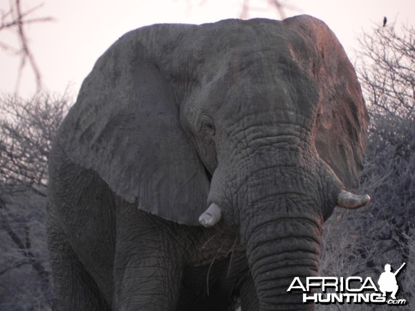 Elephant Etosha Namibia