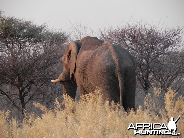 Elephant Etosha Namibia