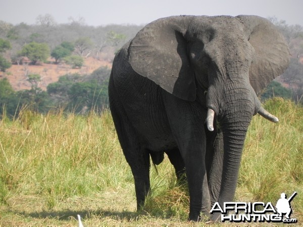 Elephant Caprivi Namibia