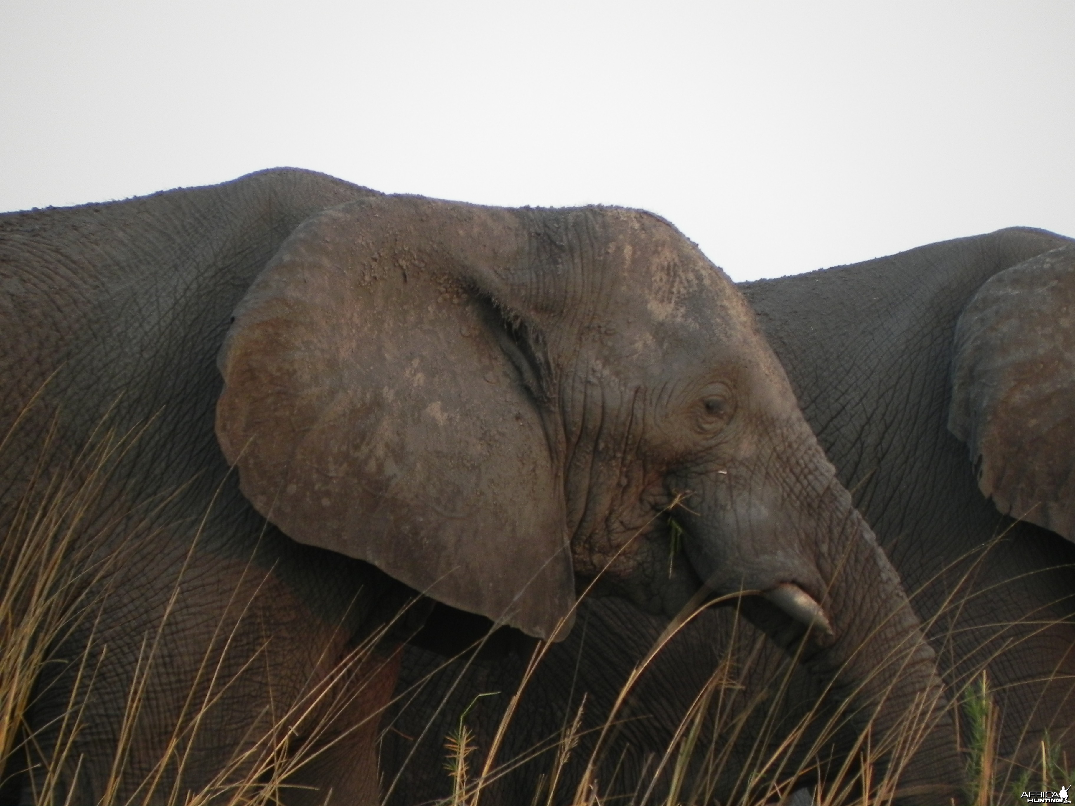 Elephant Caprivi Namibia