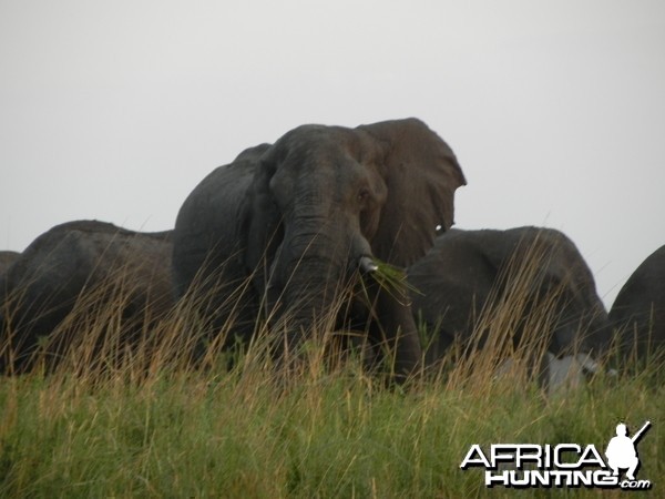 Elephant Caprivi Namibia