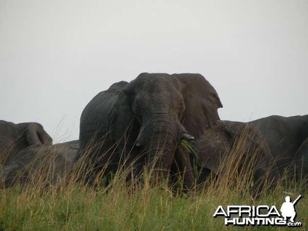 Elephant Caprivi Namibia