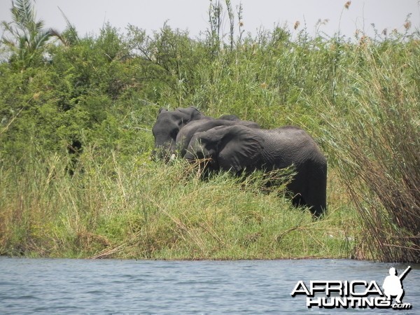 Elephant Caprivi Namibia