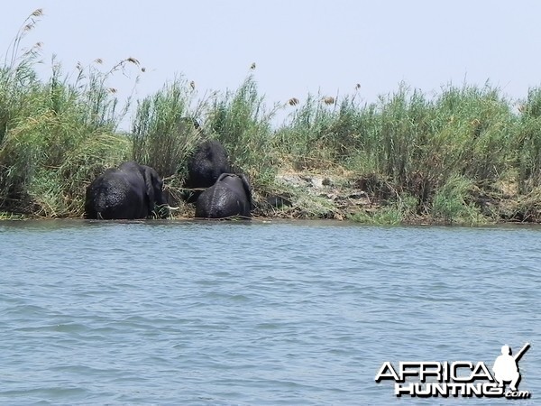 Elephant Caprivi Namibia