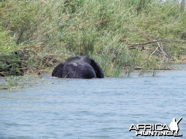 Elephant Caprivi Namibia