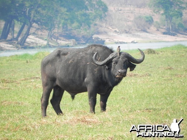 Buffalo Caprivi Namibia
