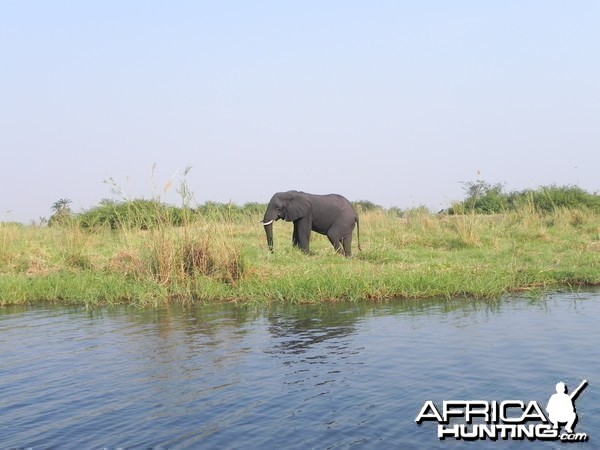 Elephant Caprivi Namibia