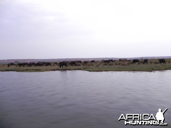 Buffalo Caprivi Namibia