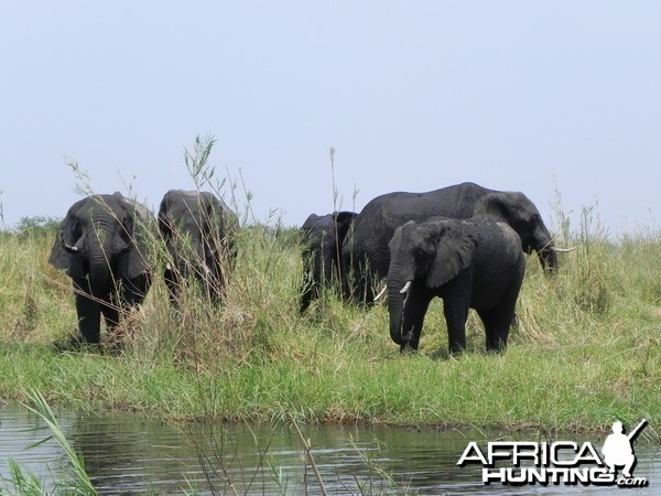 Elephant Caprivi Namibia