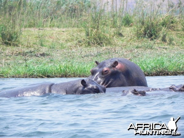 Hippo Caprivi Namibia