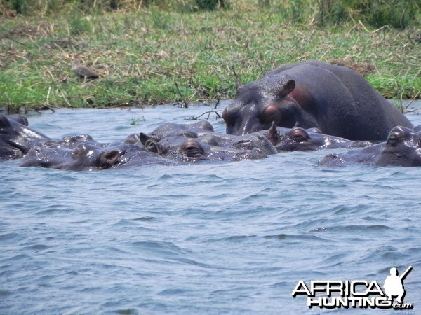 Hippo Caprivi Namibia