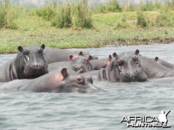 Hippo Caprivi Namibia