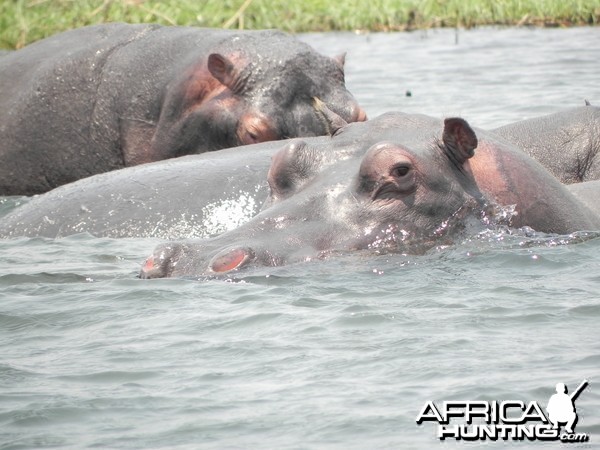 Hippo Caprivi Namibia