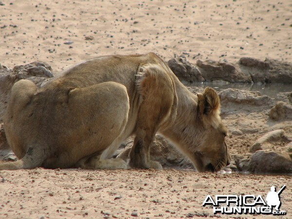 Lion Namibia