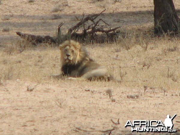 Lion Namibia