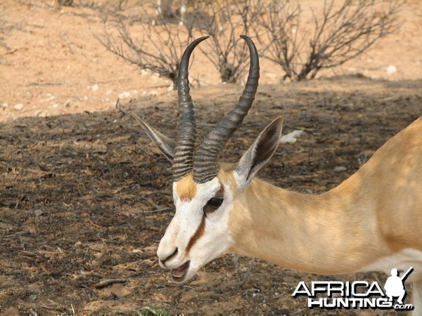 Springbok Namibia