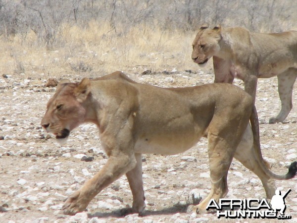 Lion Etosha Namibia