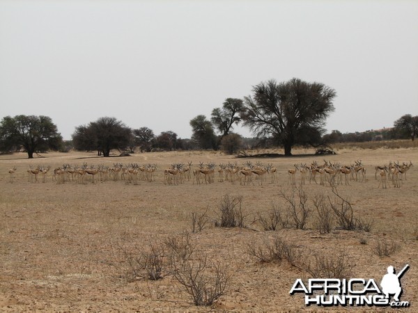 Springbok Namibia