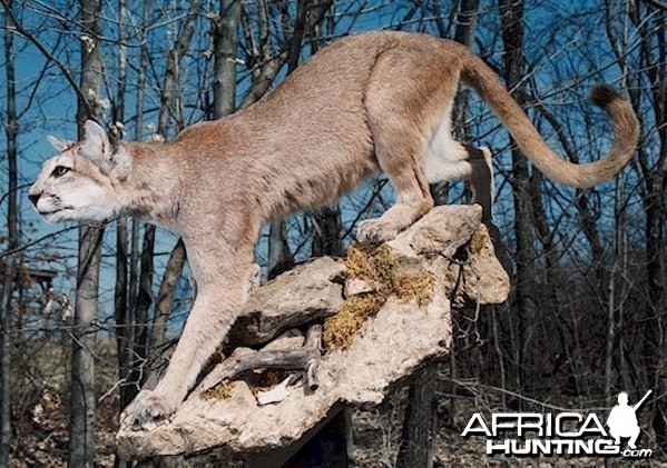 Argentinean Puma