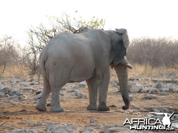 Elephant Etosha Namibia