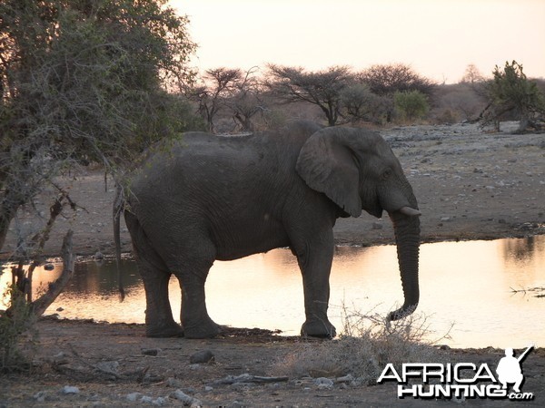 Elephant Etosha Namibia