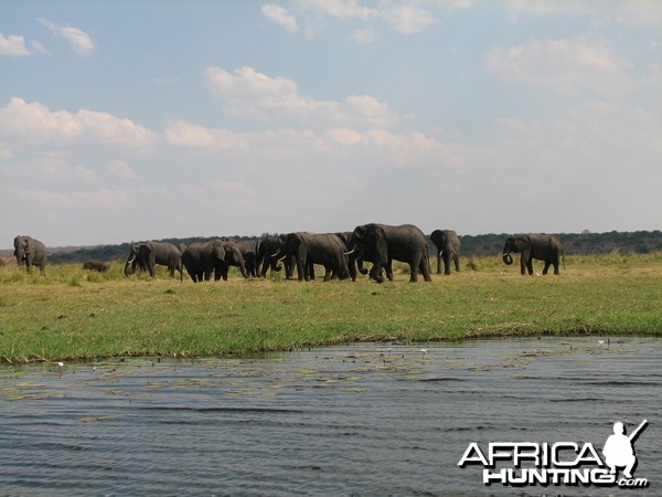 Elephant Caprivi Namibia