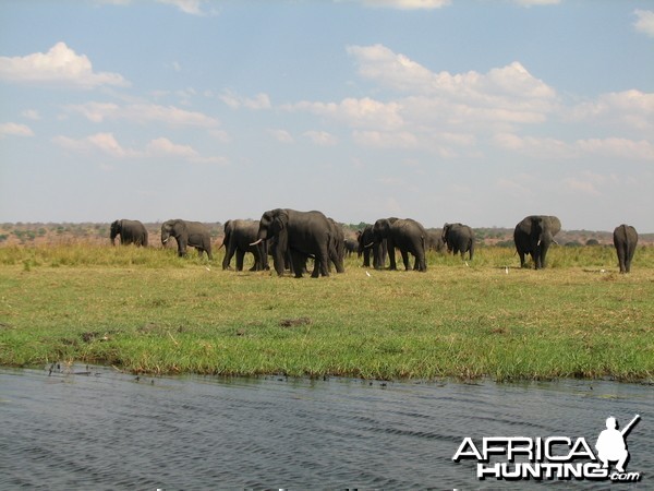 Elephant Caprivi Namibia