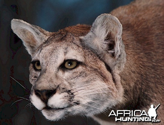 Argentinean Puma