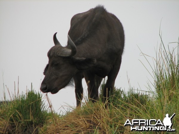 Buffalo Caprivi Namibia