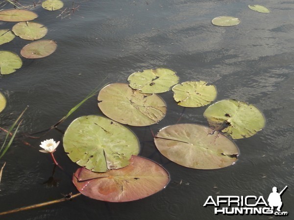 Caprivi Namibia