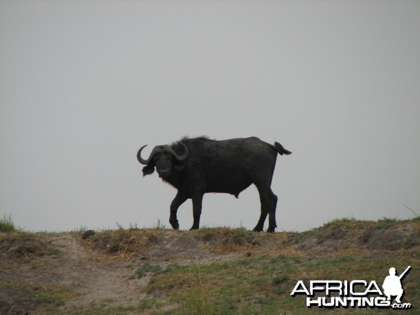 Buffalo Caprivi Namibia