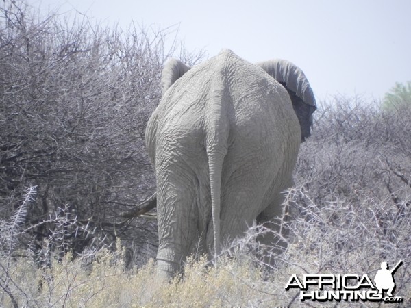 Elephant Etosha Namibia