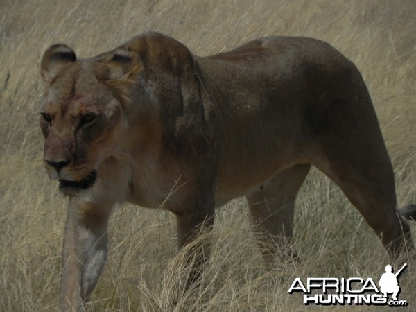 Lion Namibia