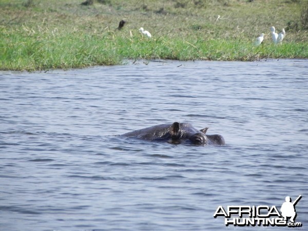 Hippo Caprivi Namibia