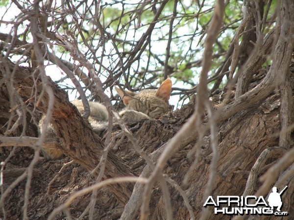 African Wild Cat Namibia