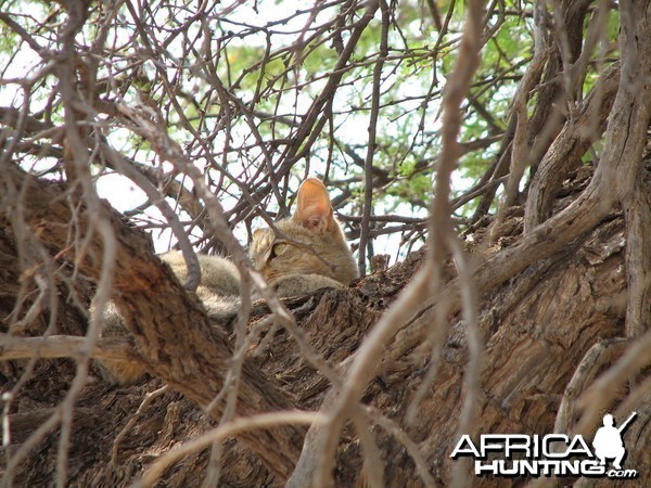 African Wild Cat Namibia