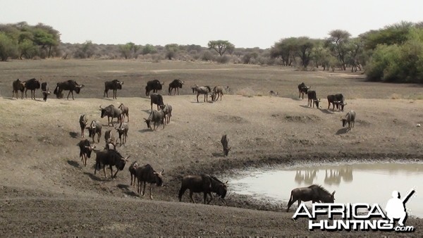 Wildebeest Namibia