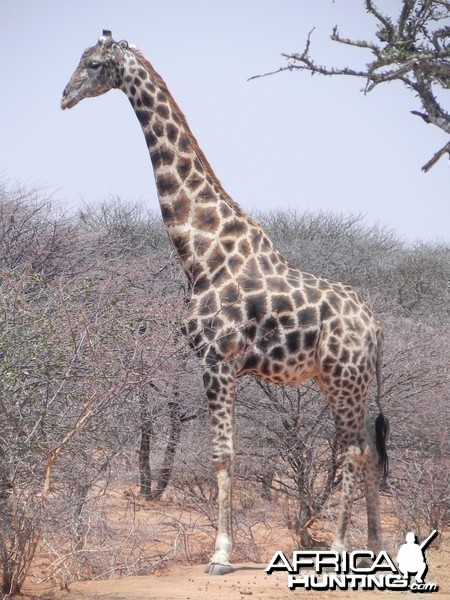 Giraffe Bull Namibia