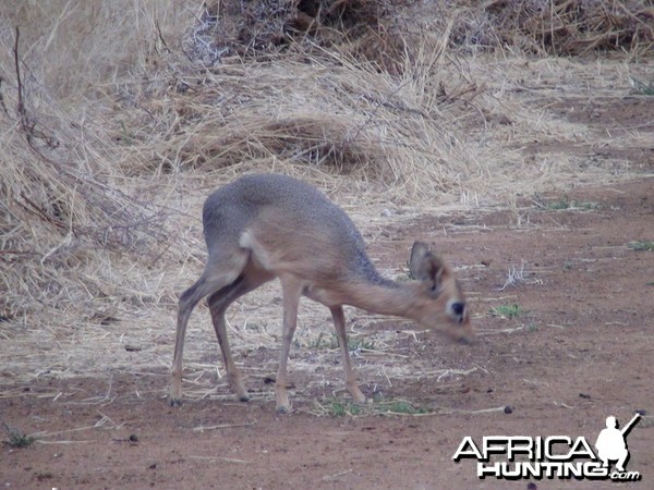 Damara Dik Dik Namibia