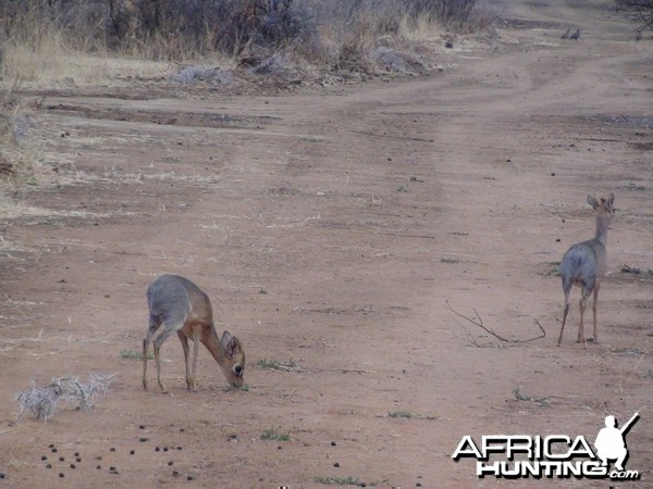 Damara Dik Dik Namibia