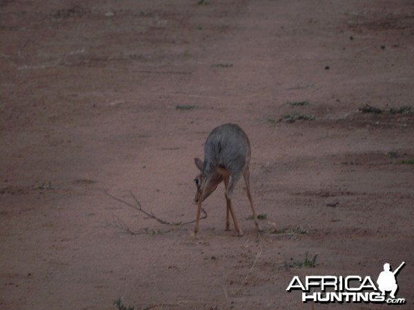 Damara Dik Dik Namibia