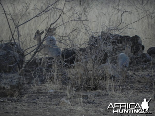 Damara Dik Dik Namibia