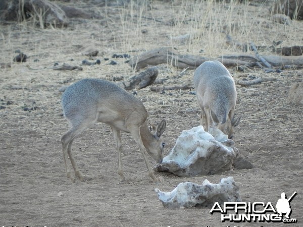 Damara Dik Dik Namibia