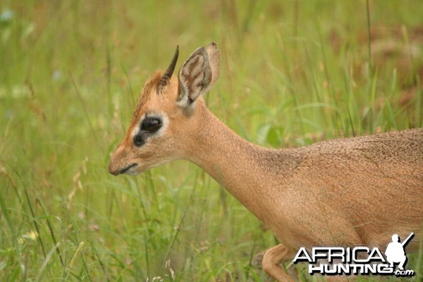 Damara Dik Dik Namibia