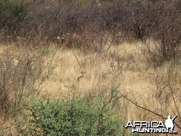 Damara Dik Dik Namibia