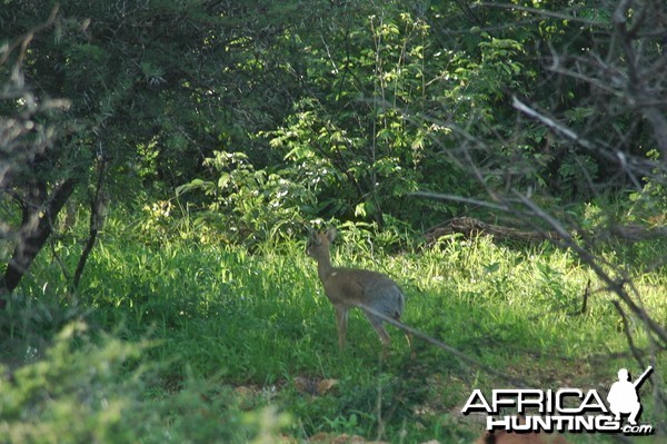 Damara Dik Dik Namibia