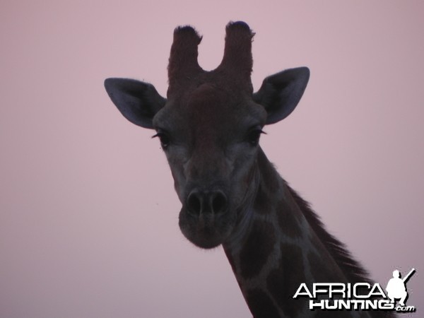 Giraffe Namibia