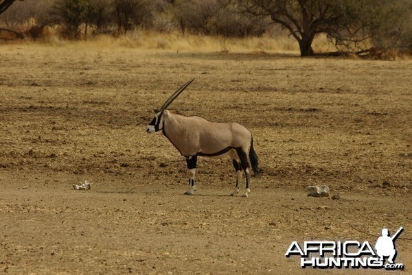 Gemsbok Namibia